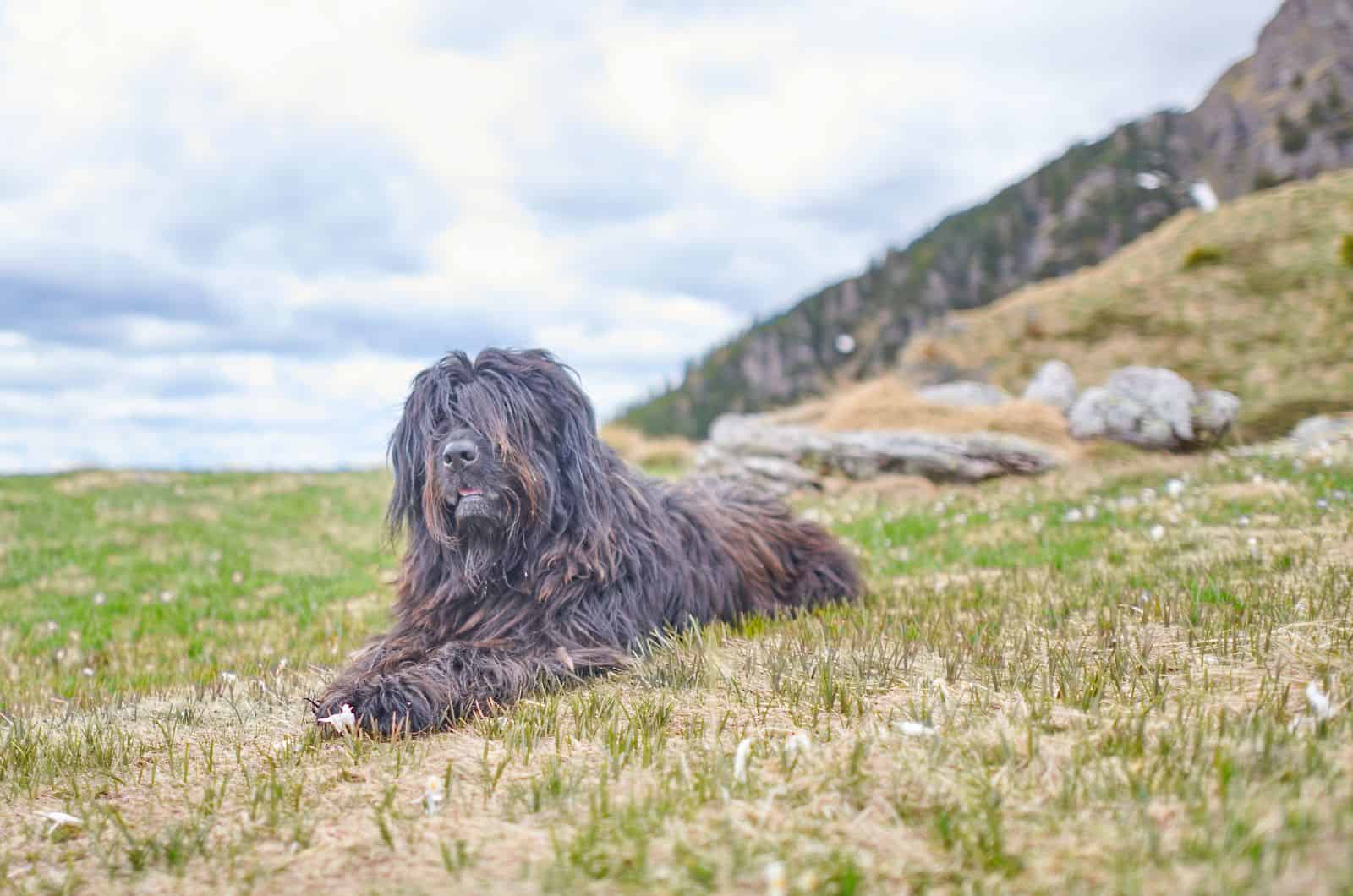 Perro de Pastor Bergamasco