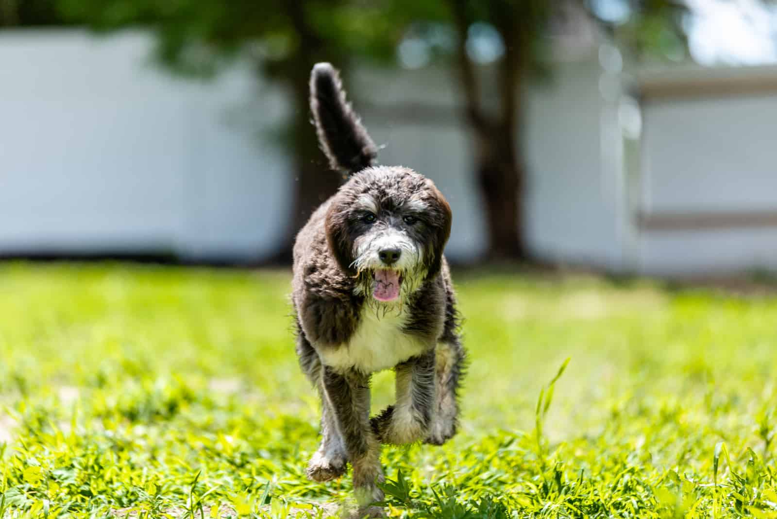 Corte de Cordero Bernedoodle