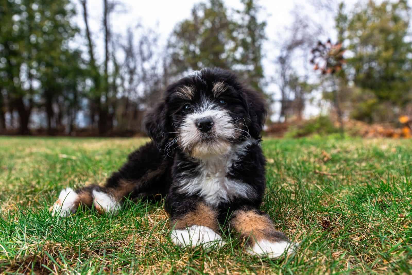 Cachorro de Bernedoodle acostado en el suelo