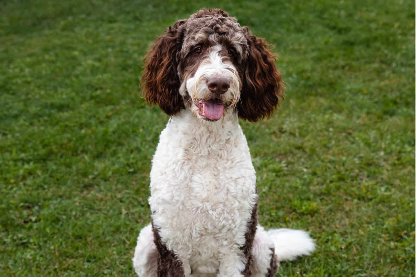 Corte de Oso de Peluche Bernedoodle