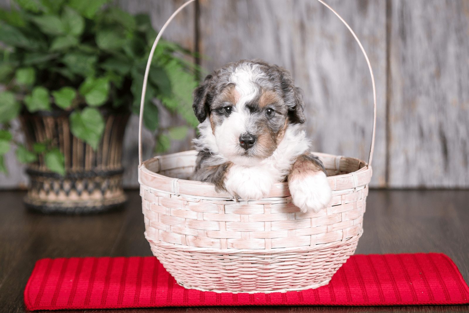 Bernedoodle acostado en una cesta