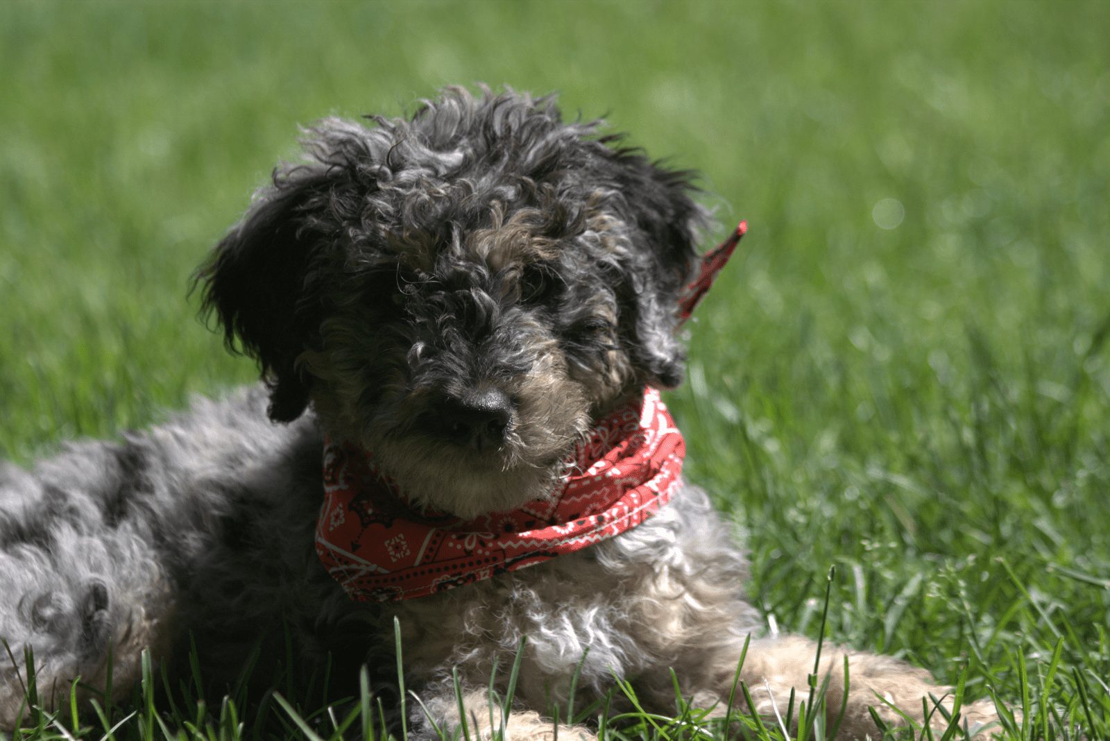 Bernedoodle acostado en un campo