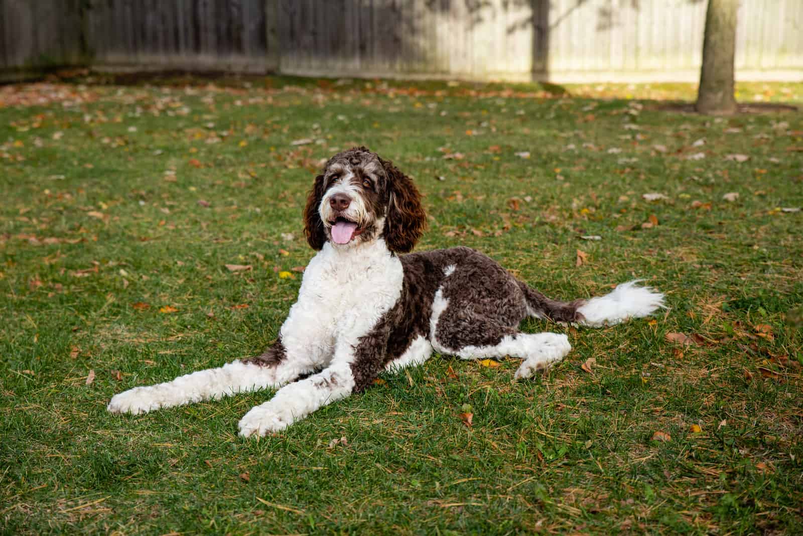 Bernedoodle acostado en el jardín