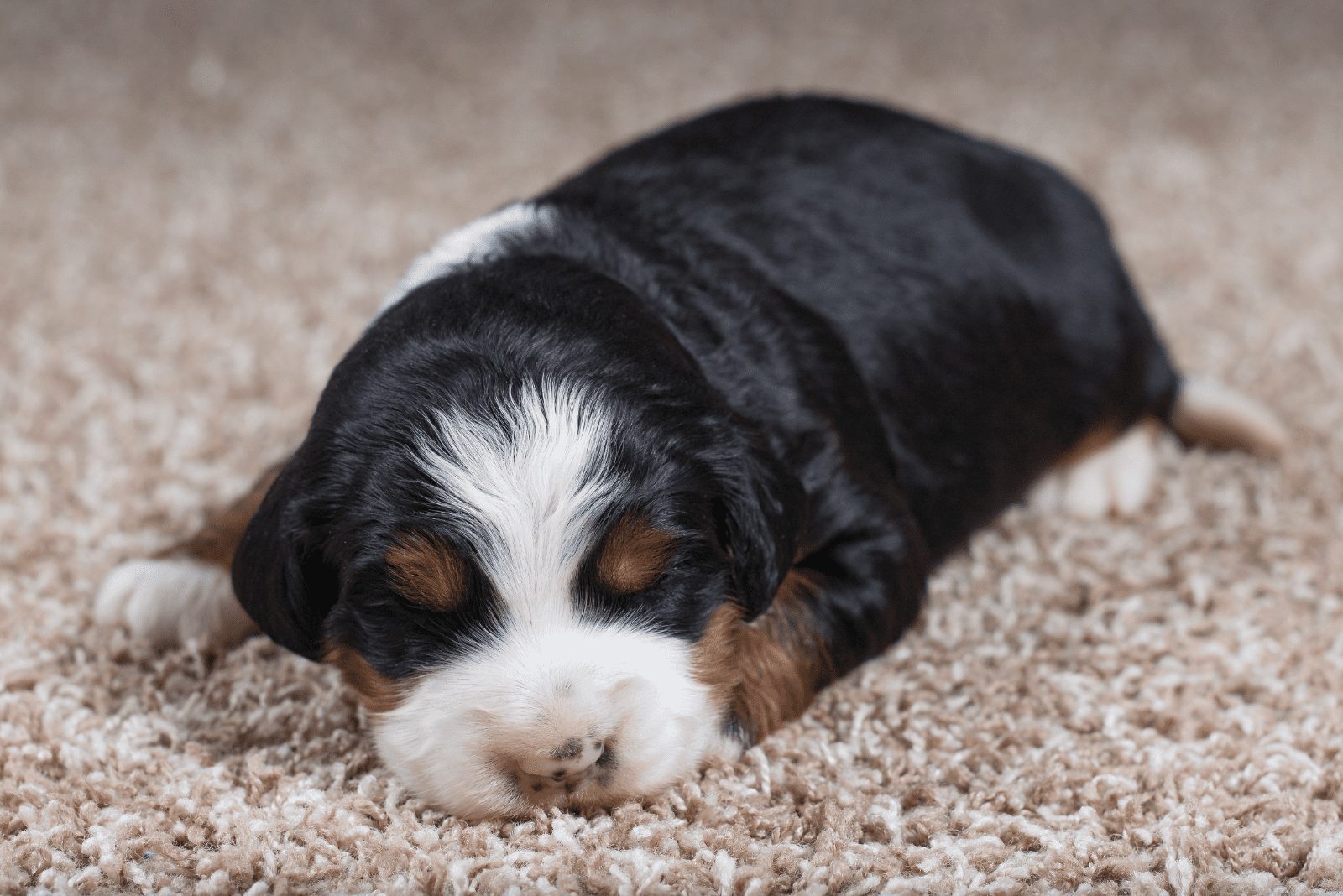 Bernedoodle acostado en el suelo