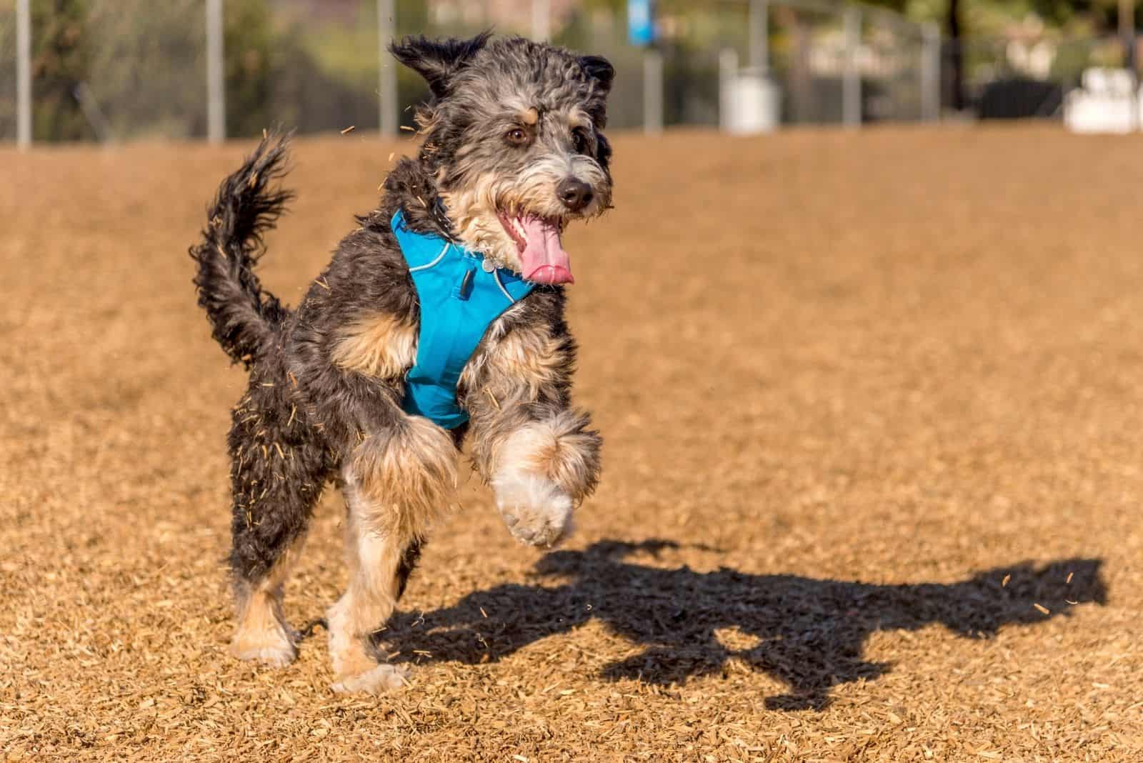 Bernedoodle jugando y saltando en el parque