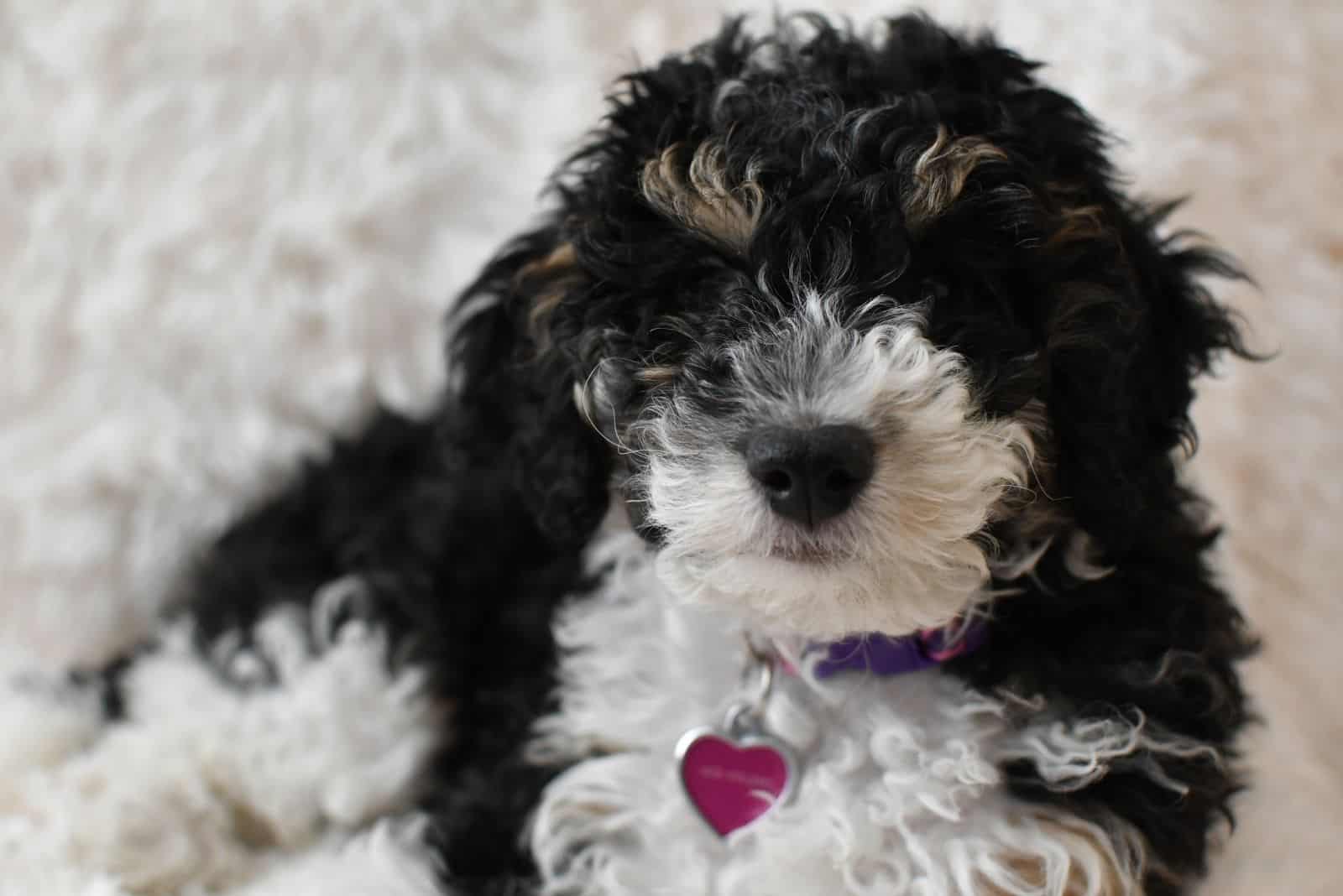 Cachorro de Bernedoodle se acuesta y descansa