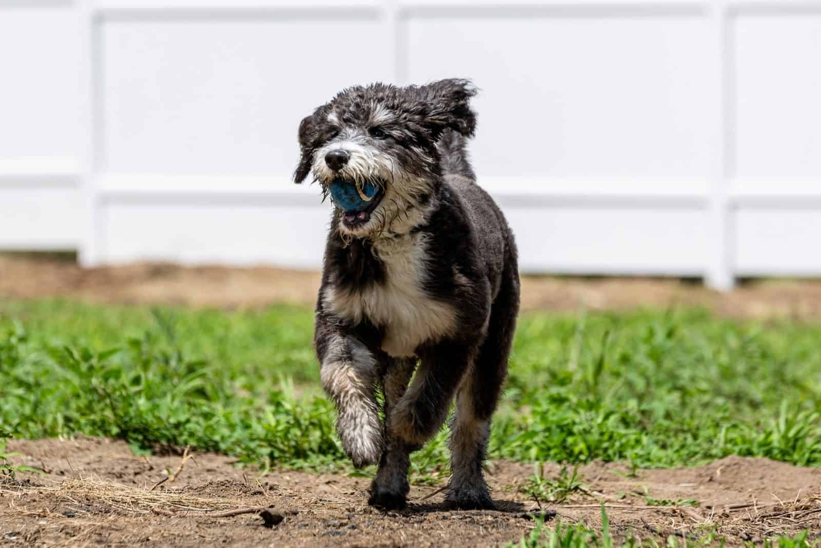 Cachorro de Bernedoodle corriendo afuera