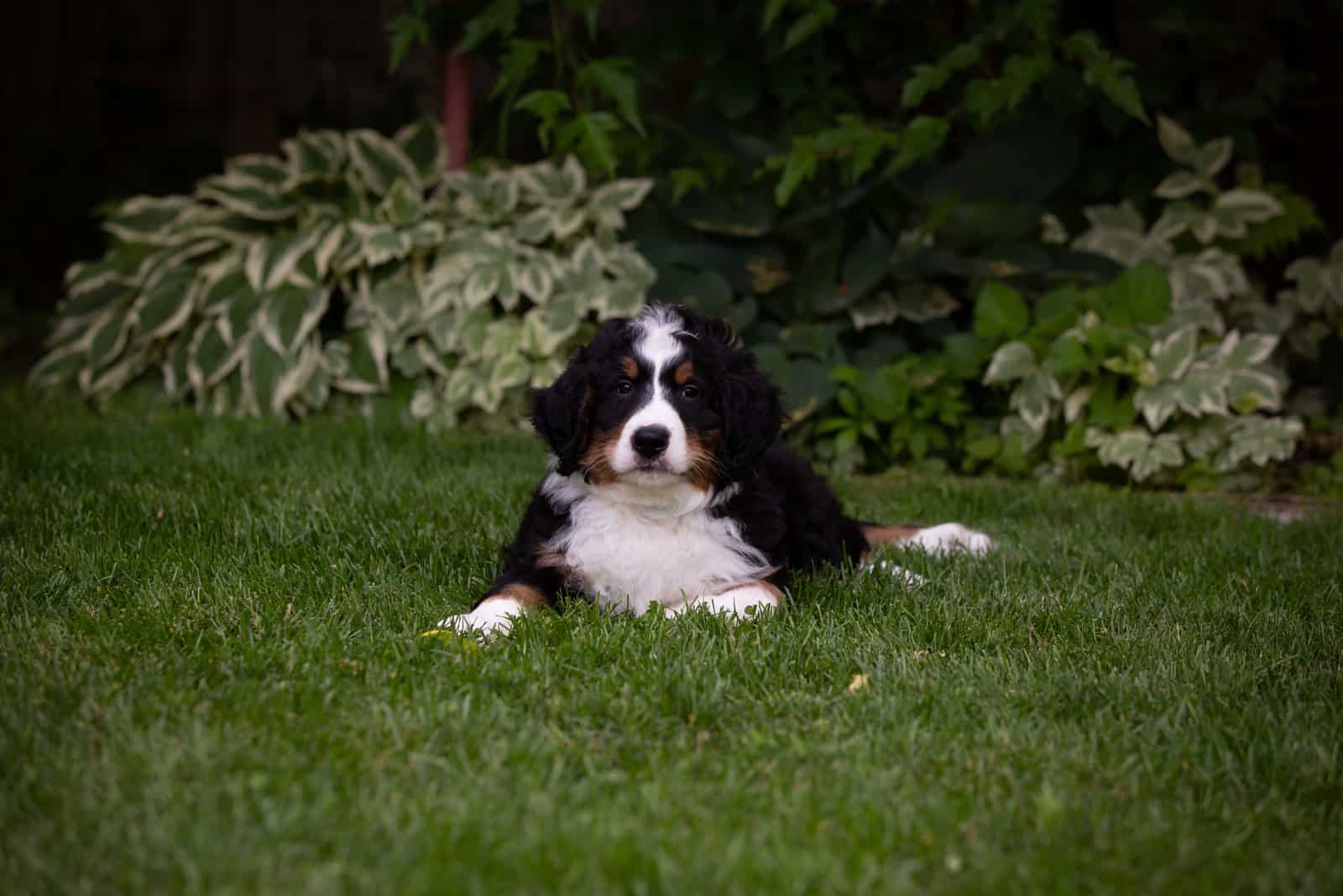 Bernedoodle sentado sobre el césped