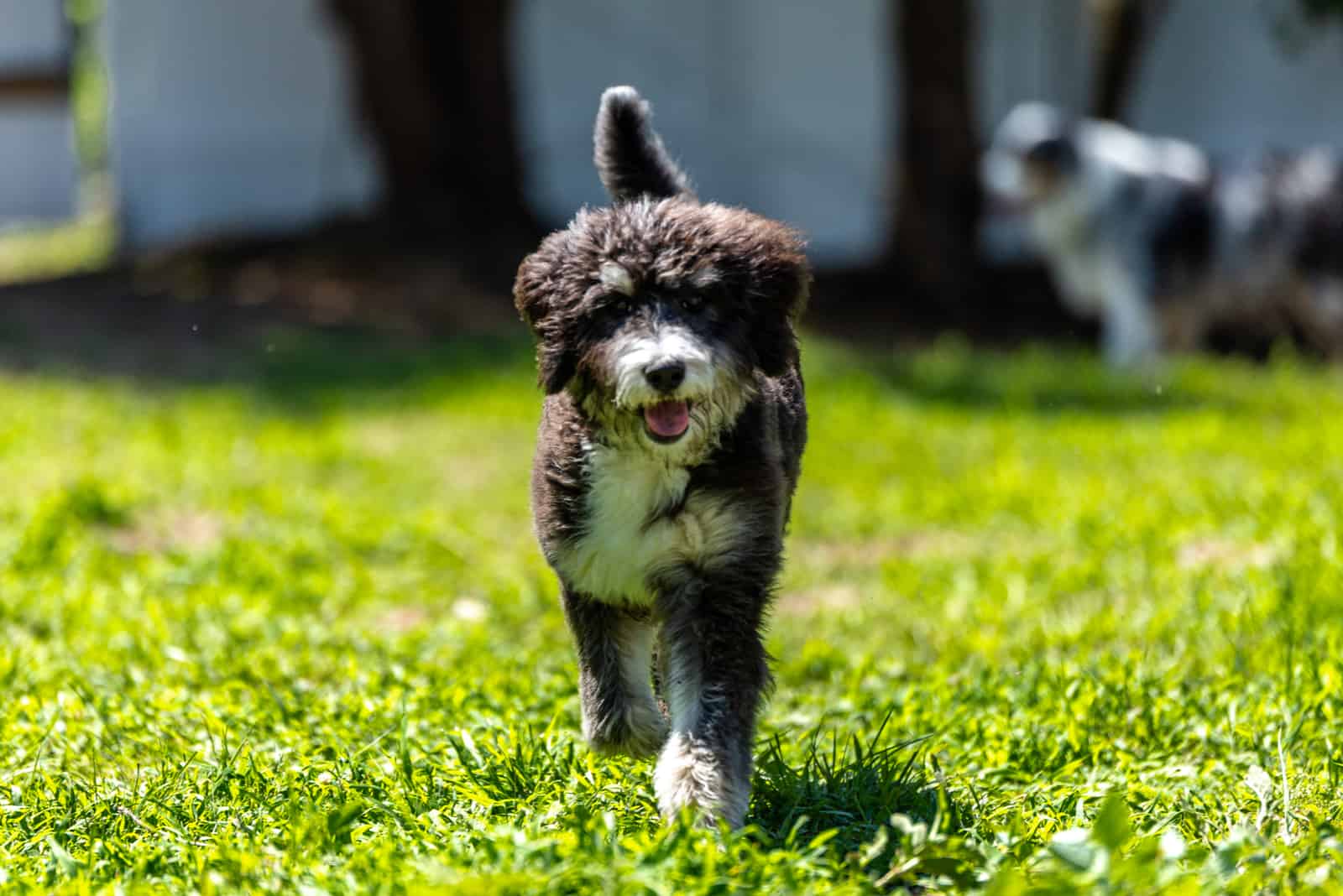 Bernedoodle caminando sobre el césped