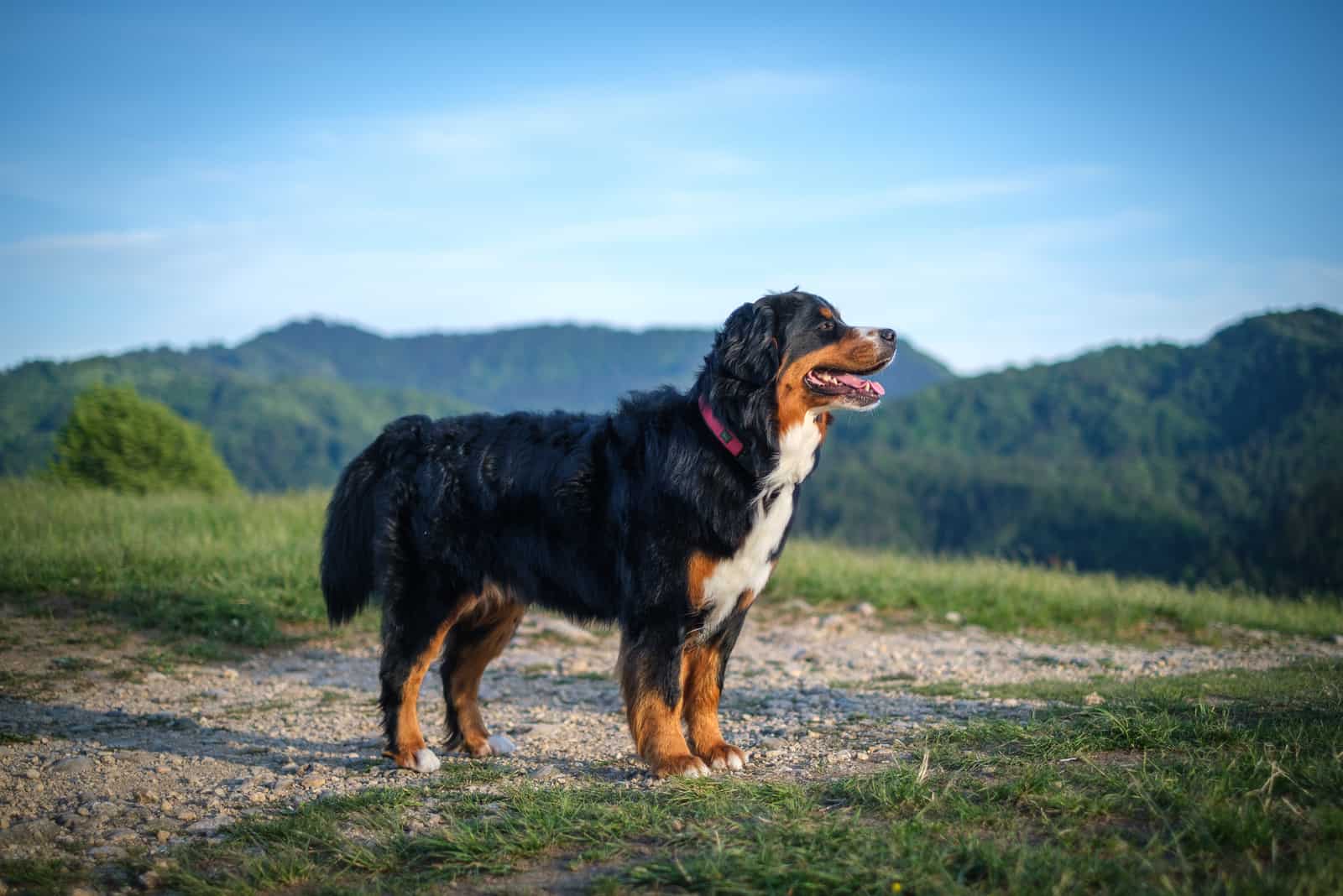 Perro Boyero de Berna al atardecer