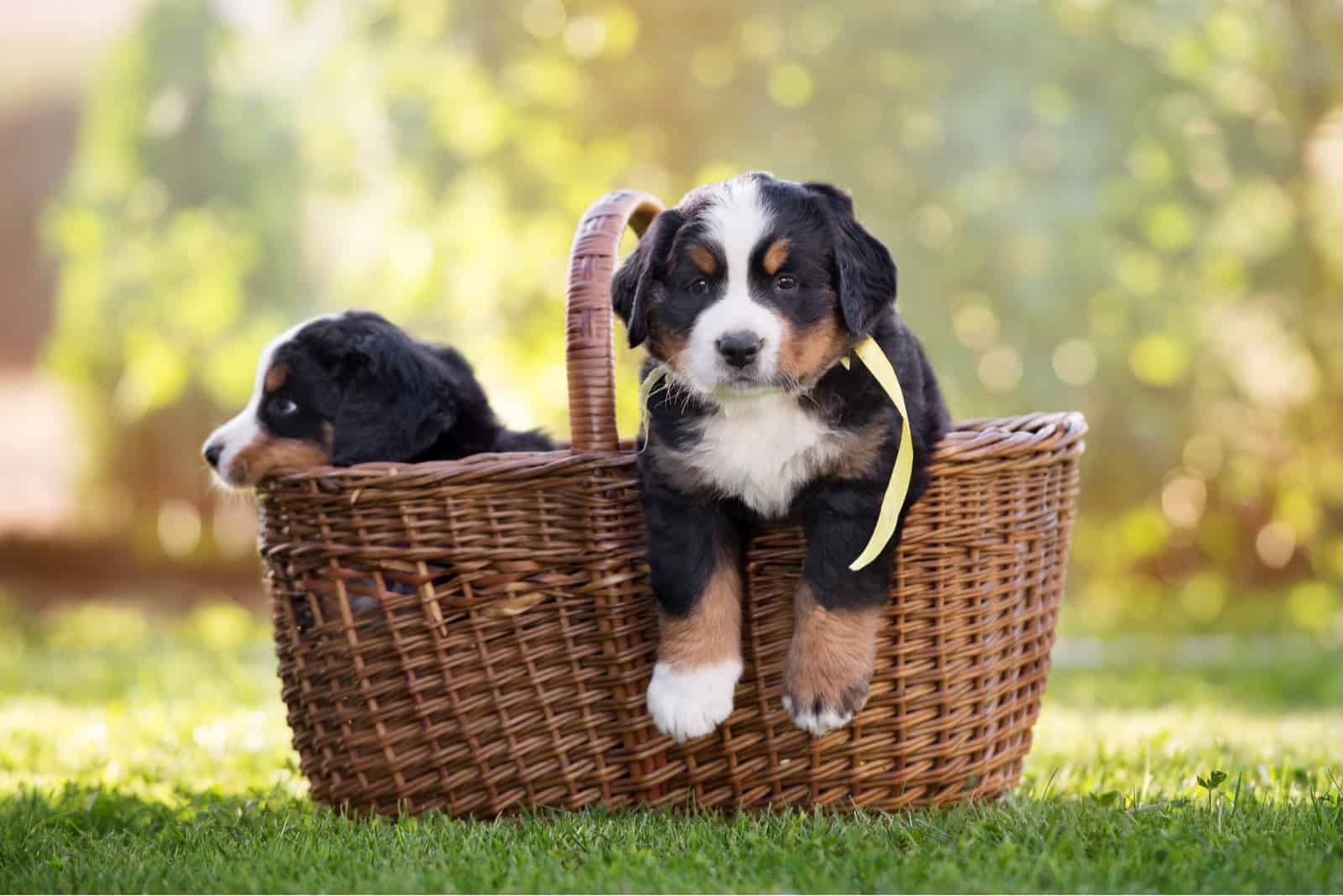 Cachorros de Perro de Montaña de Berna en una canasta
