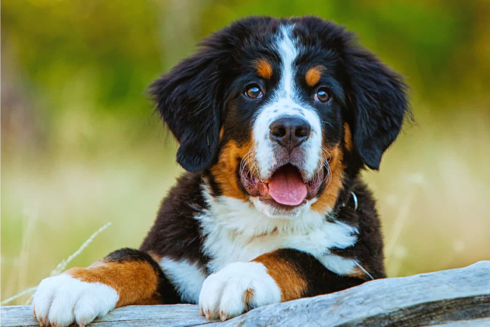 Cachorro de Perro de Montaña de Berna