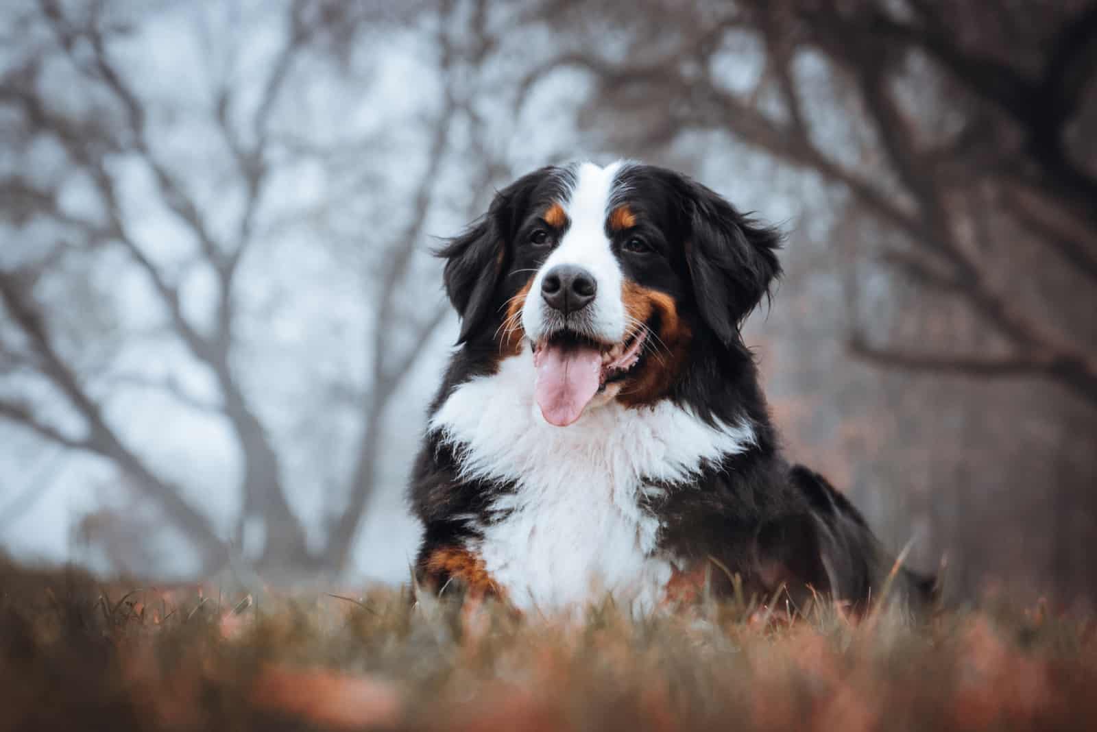 Perro de Montaña de Berna sentado en el césped