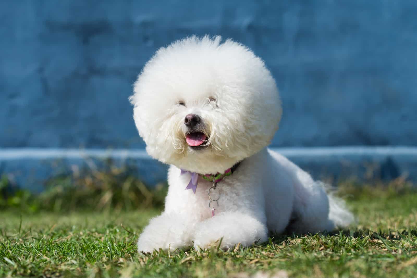 Perro Bichón Frisé acostado en el césped