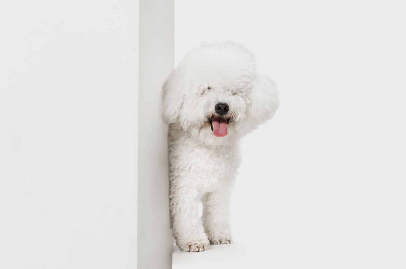 Perro Bichón Frisé