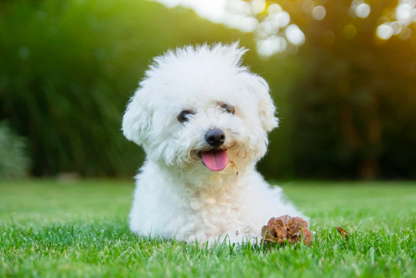 Perro Bichon Frise acostado en el césped con la lengua afuera