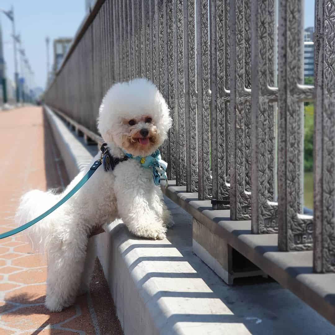 Perro Bichon Frise al aire libre