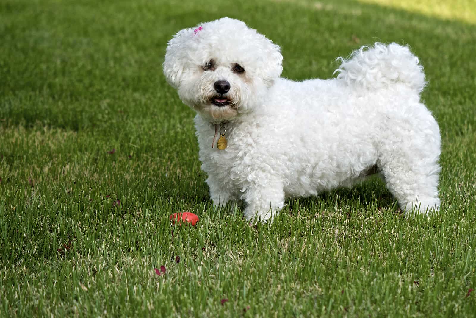 Perro Bichón Frisé de pie sobre el césped verde