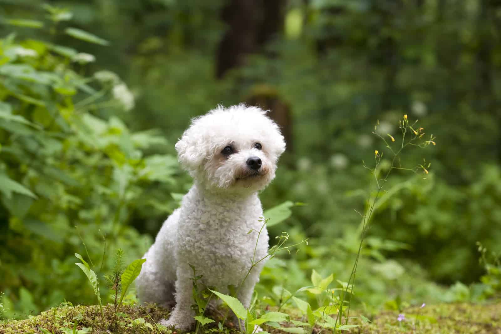 Bichon Frise hembra con una expresión hermosa