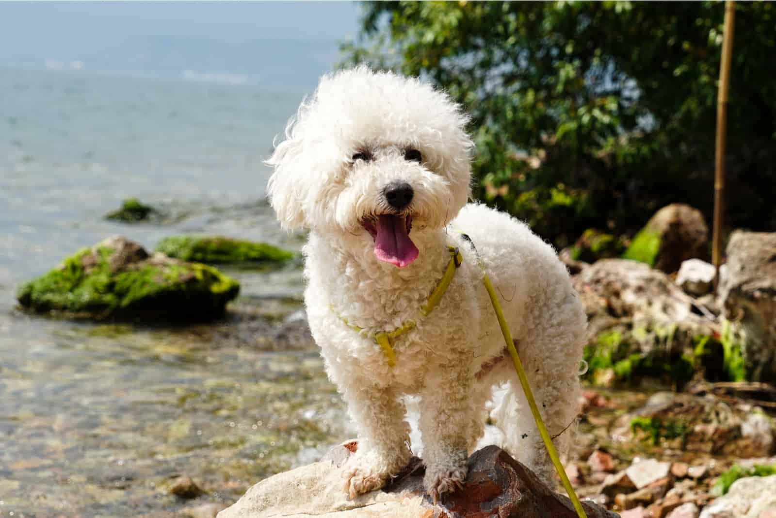 Bichón Frisé parado junto al río