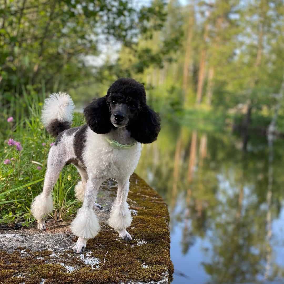 hermoso Caniche Blanco y Negro