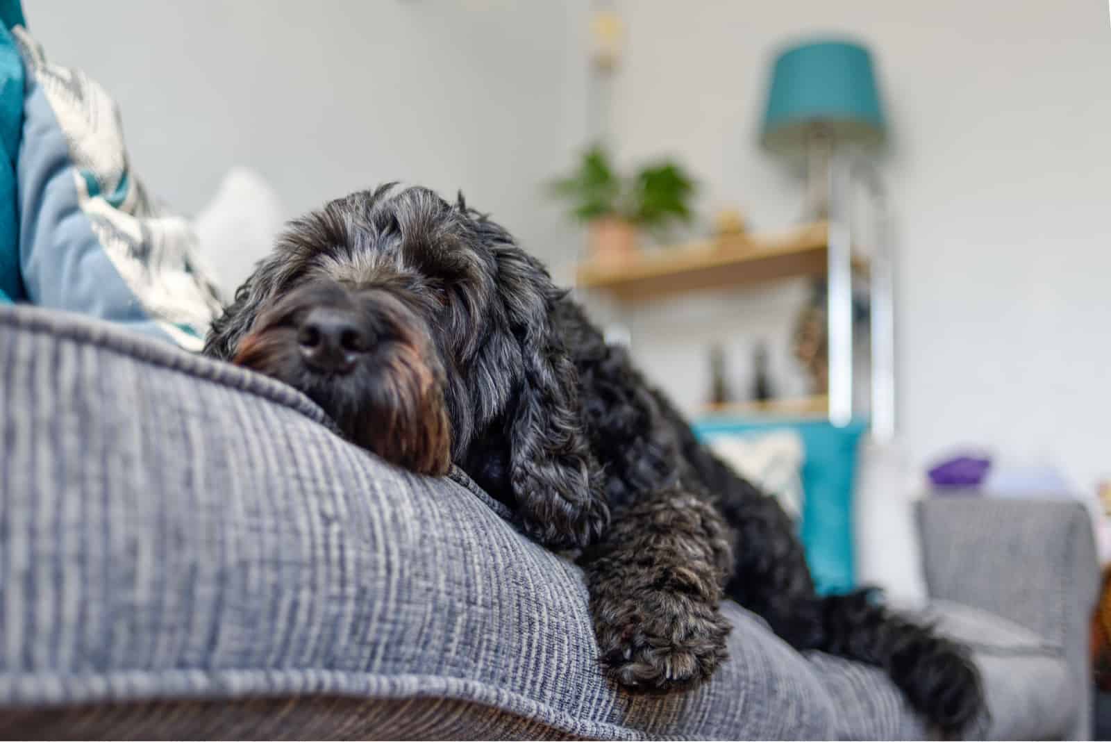 Perro Cockapoo Negro relajándose en un sofá