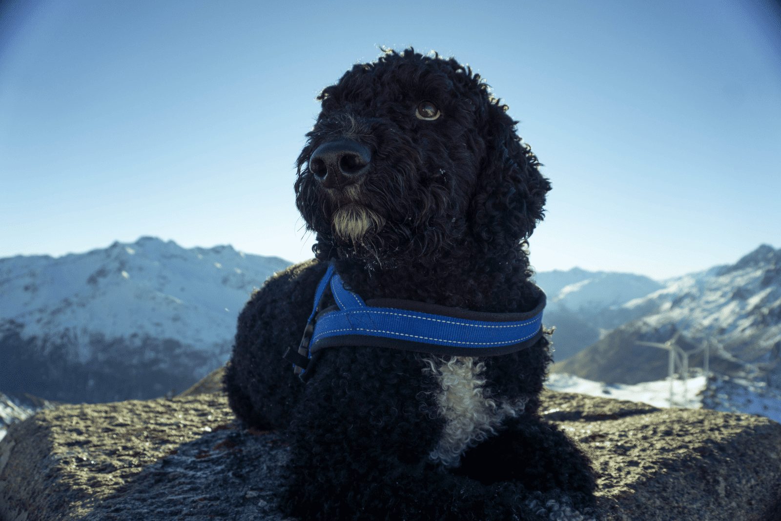Lagotto Romagnolo negro echado y mirando alrededor