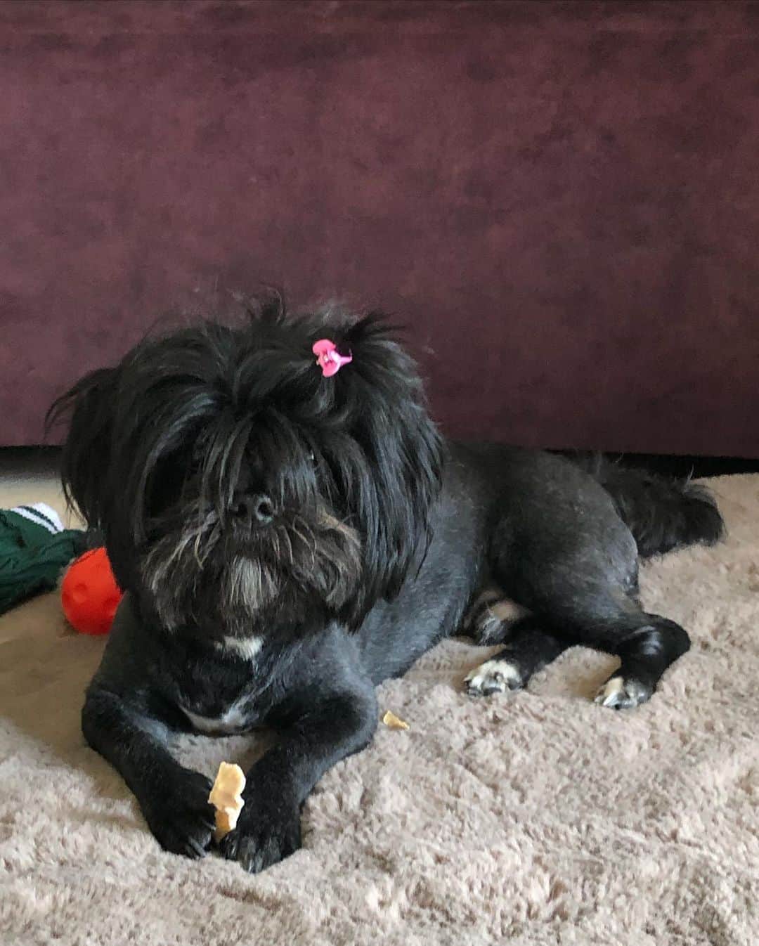 Lhasa Apso negro acostado en el sofá