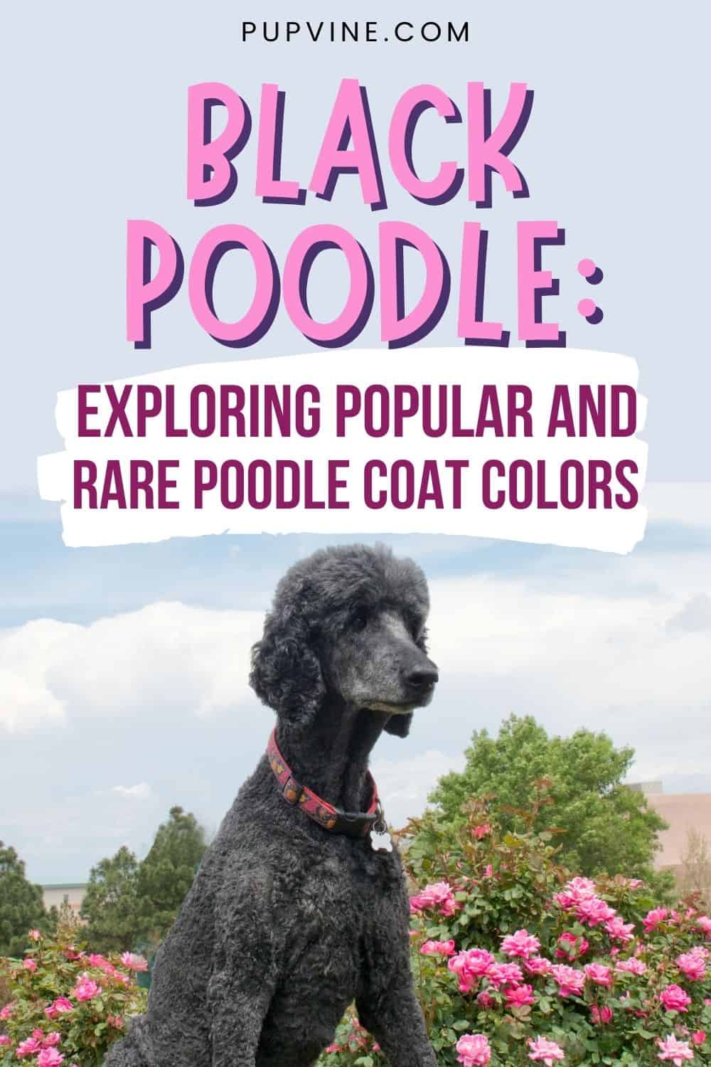 Caniche negro Explorando Colores de Pelaje de Caniche Populares y Raros