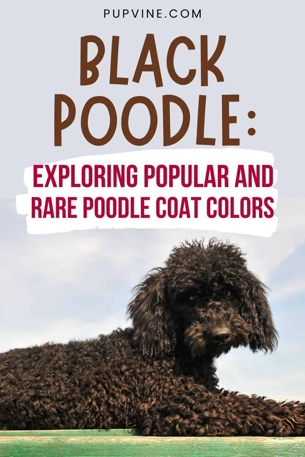 Caniche negro Explorando Colores de Pelaje de Caniche Populares y Raros