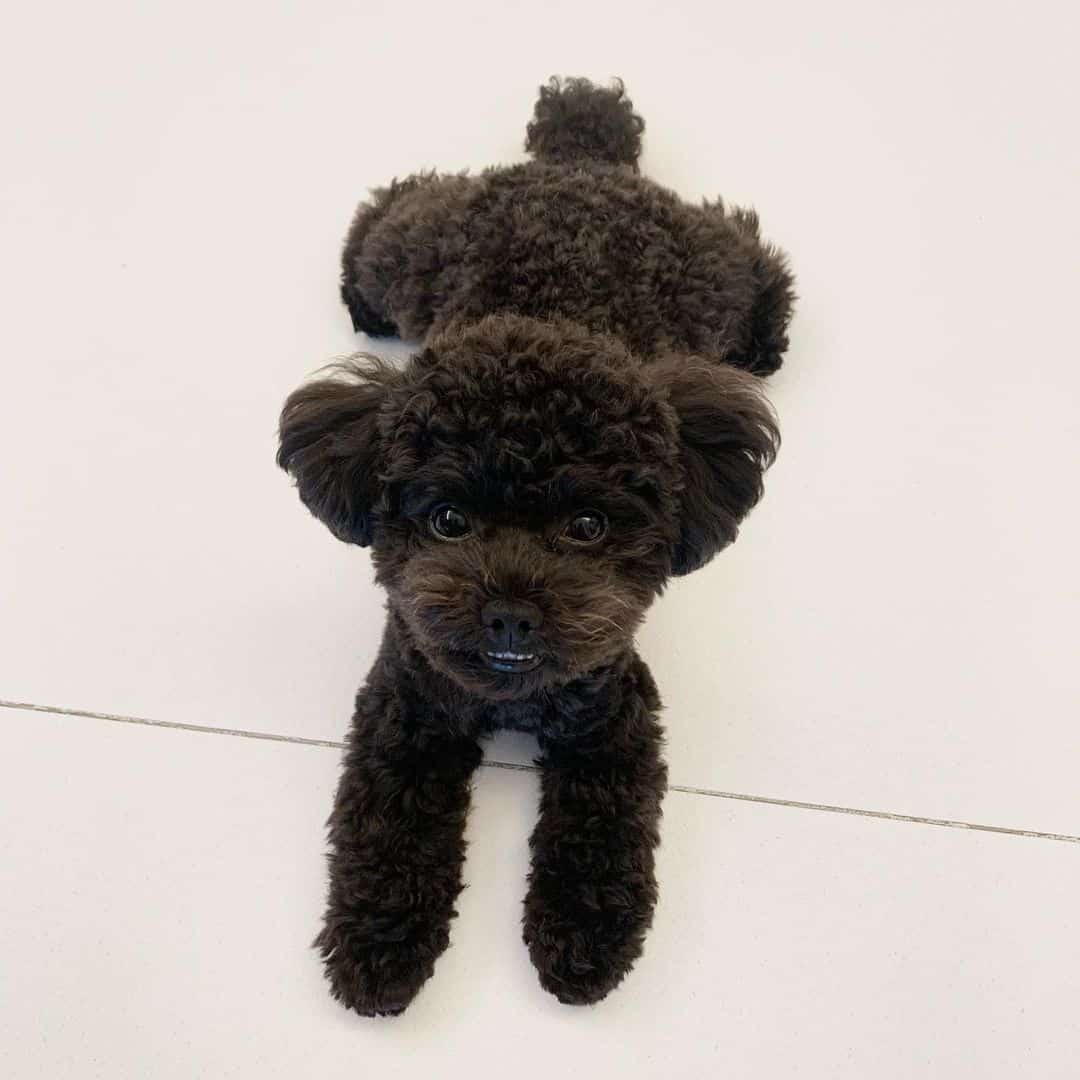 Cachorro de Caniche Negro acostado