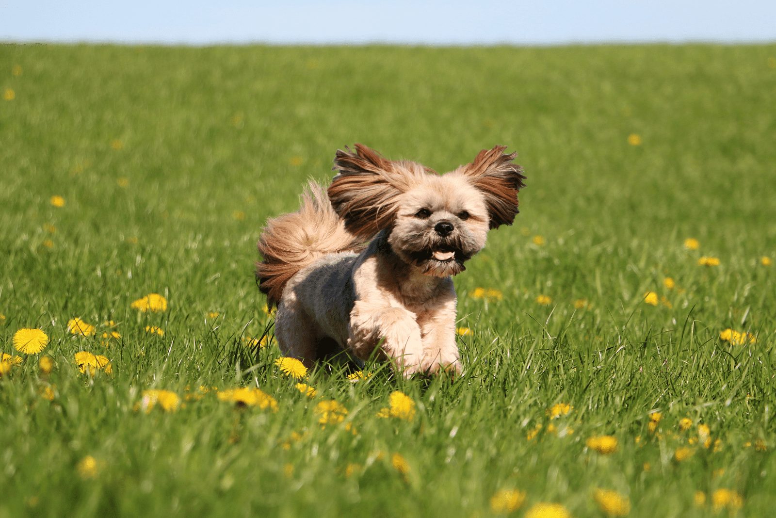 Lhasa Apso Negro y Fuego corriendo en el campo