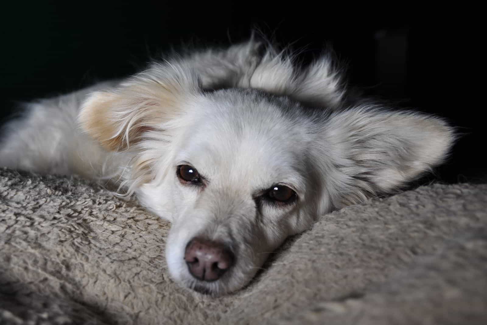 Foto en blanco y negro de un perro mixto de corgi-chihuahua.