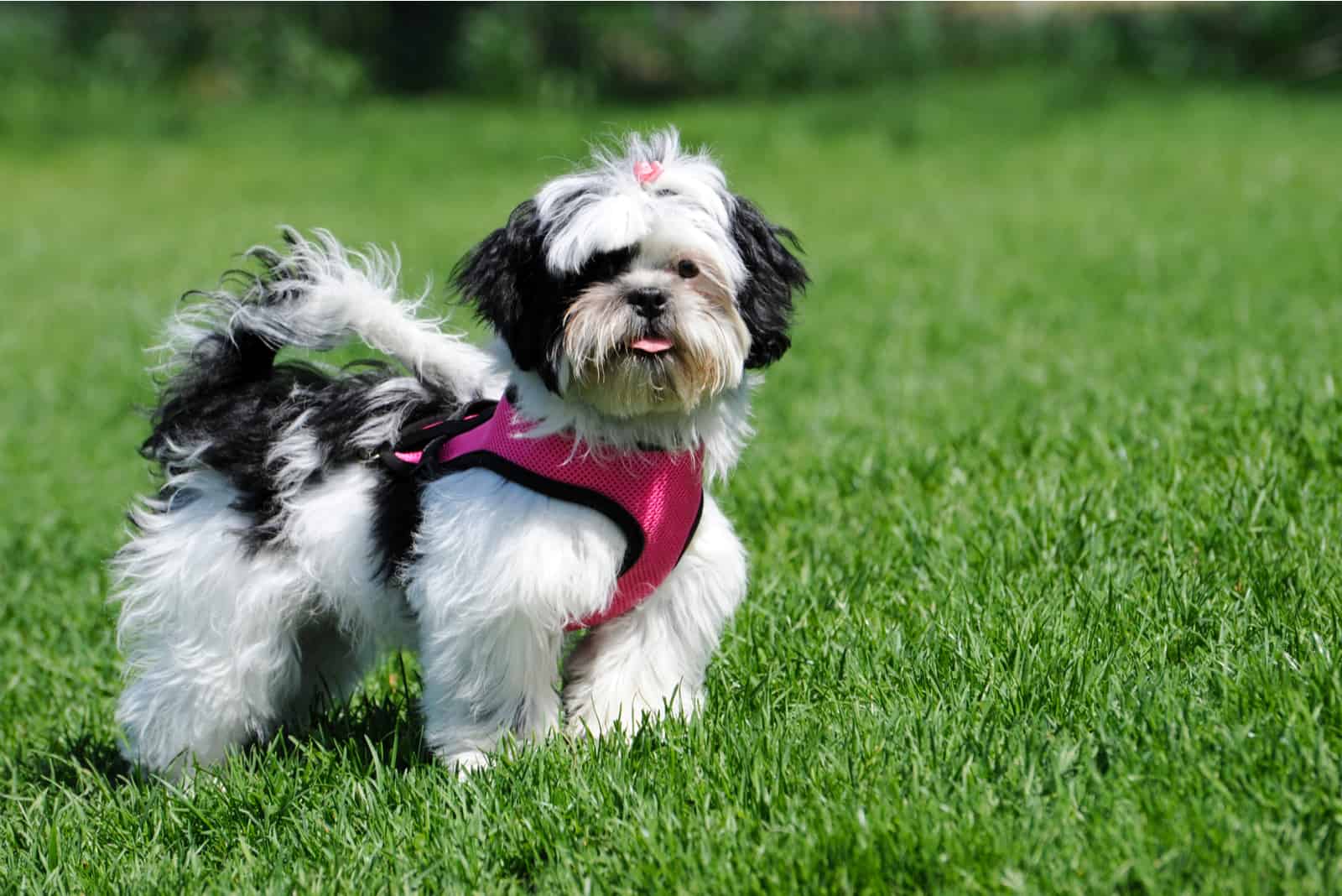 Cachorro Shih Tzu blanco y negro con su arnés rosa