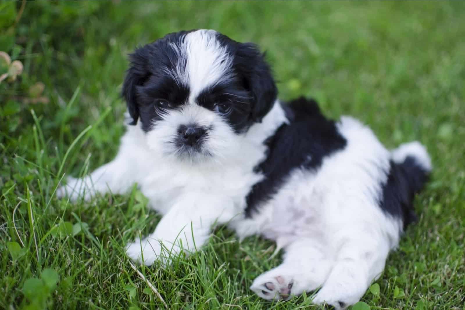 cachorro shih tzu blanco y negro