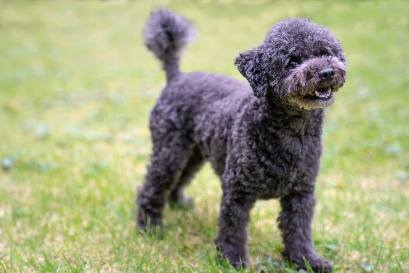 Caniche toy negro de pie sobre el césped en el jardín