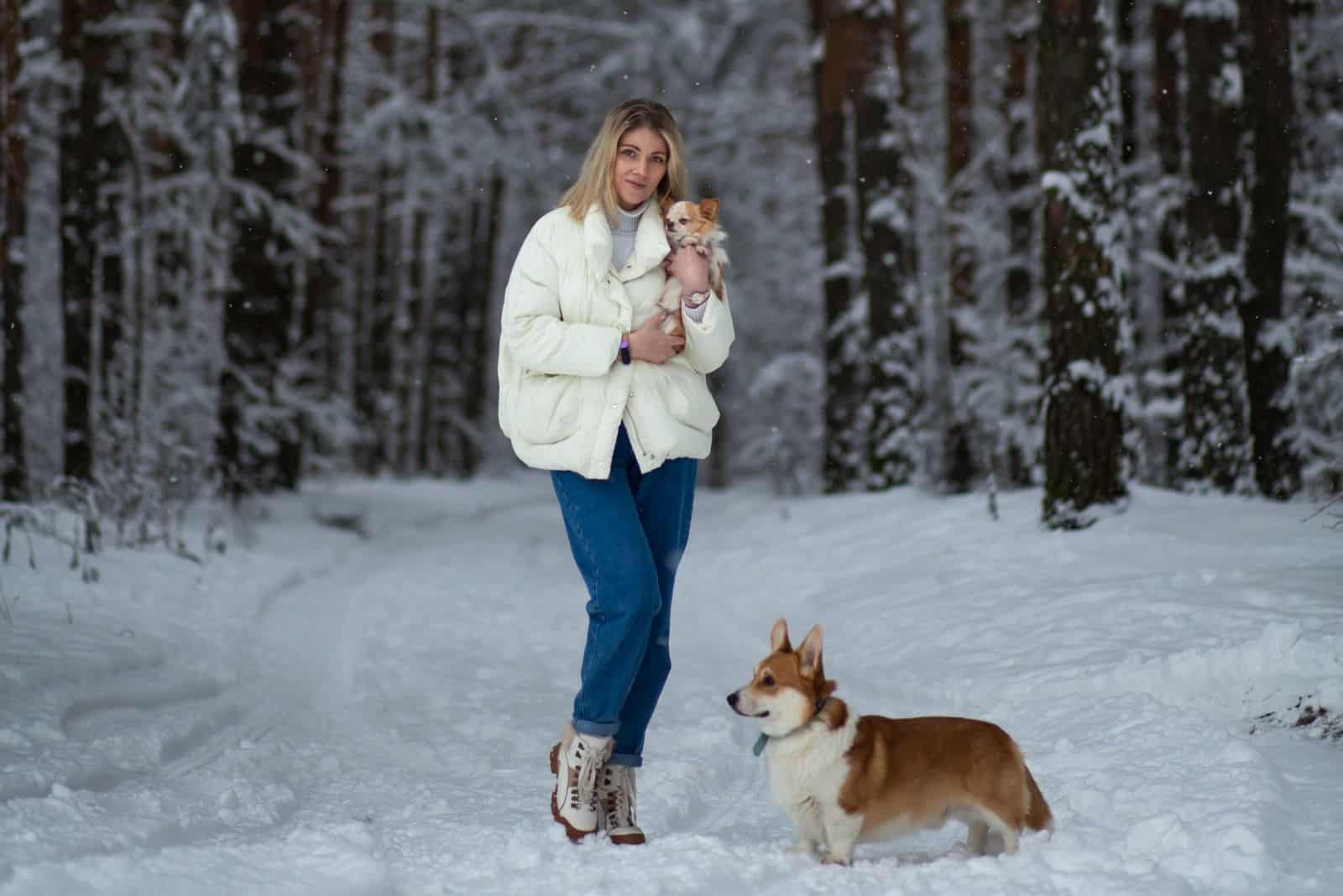 Joven mujer rubia con chihuahua blanco jengibre y corgi galés de pembroke en un bosque nevado en invierno.