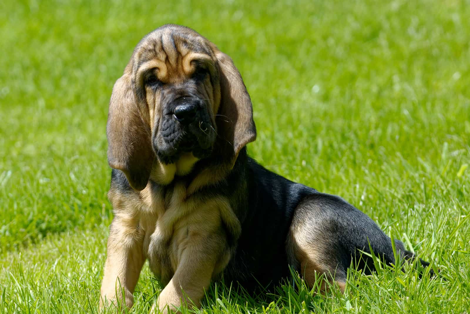 Cachorro de Bloodhound acostado en el césped