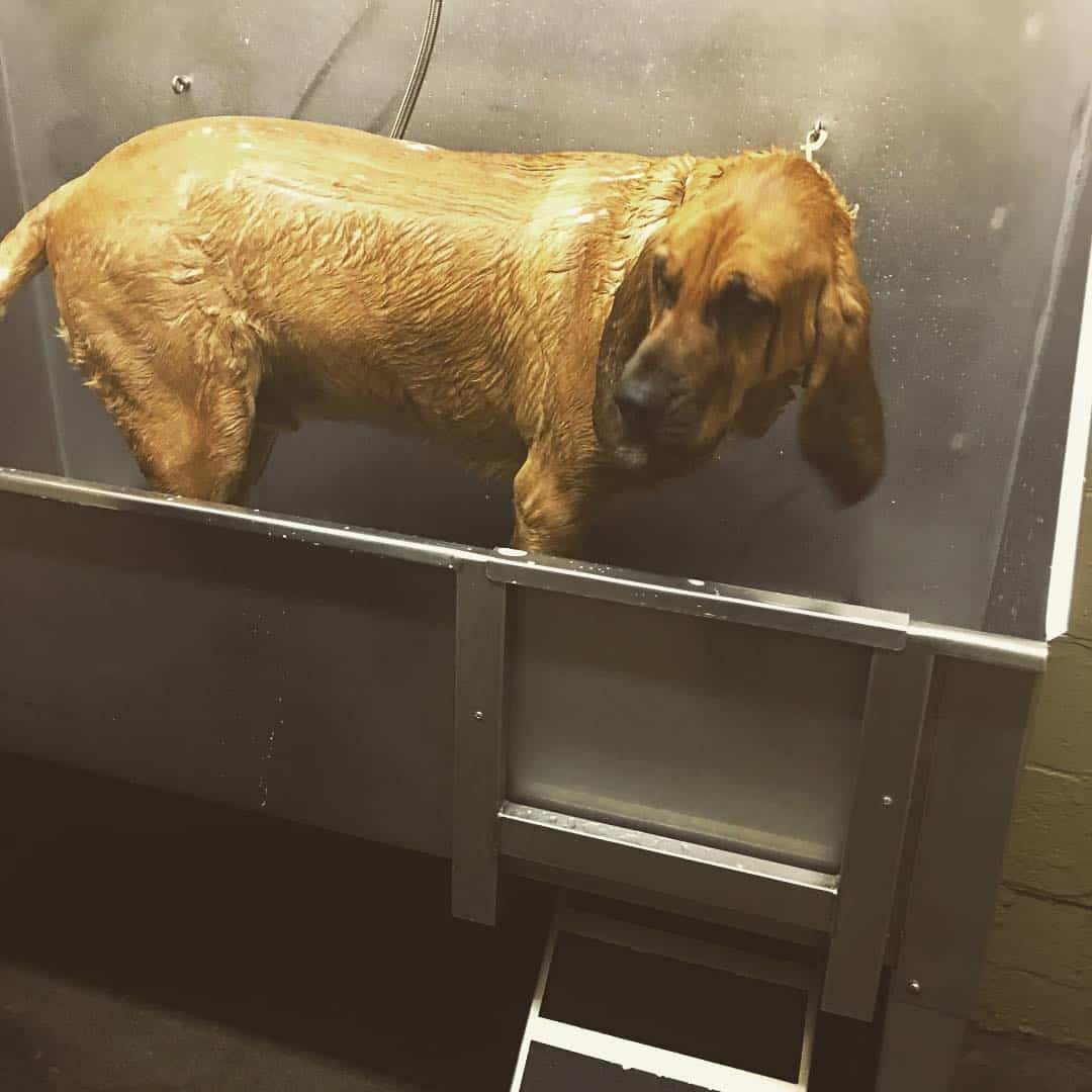 Bloodhound está tomando un baño