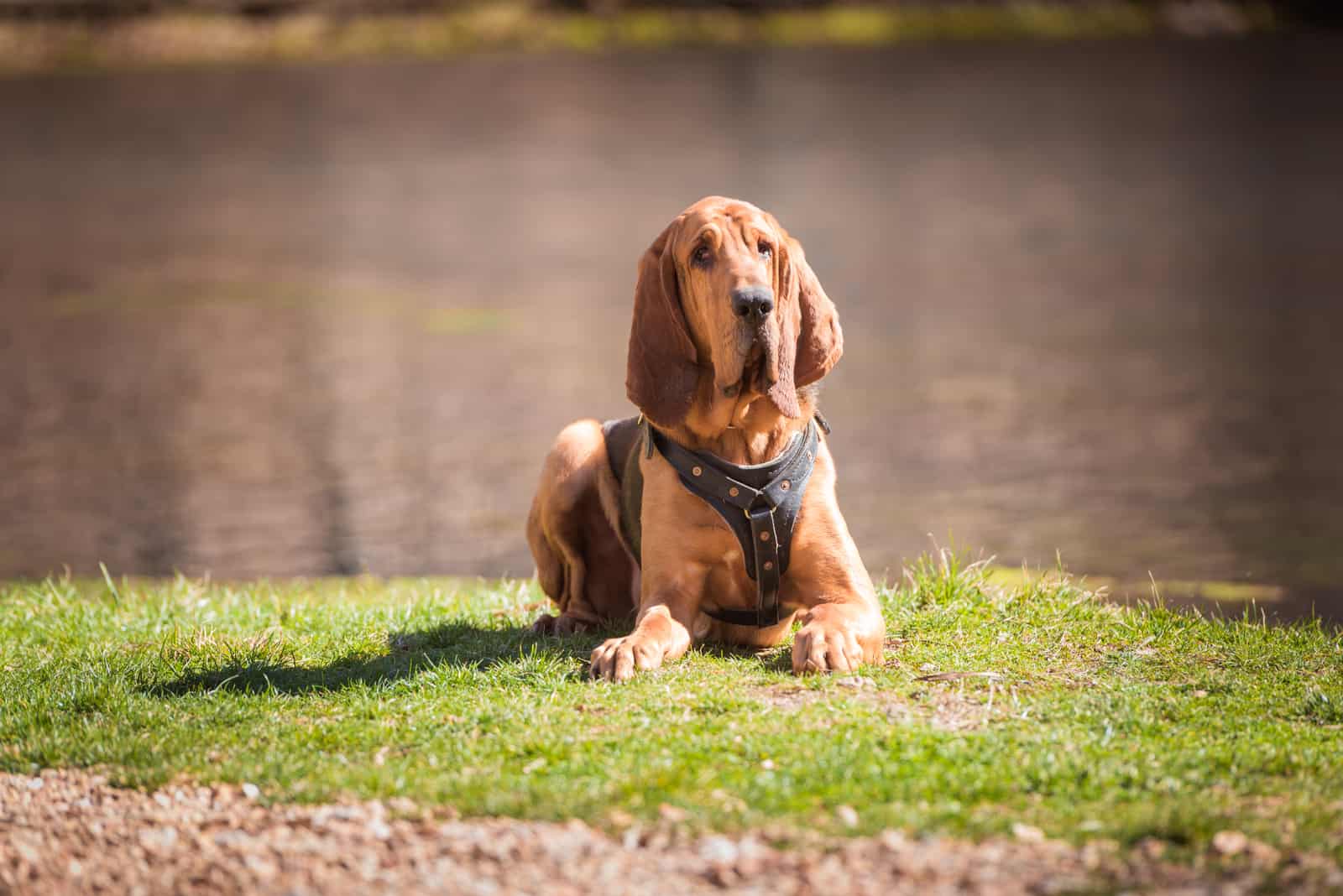 Bloodhound acostado en el césped