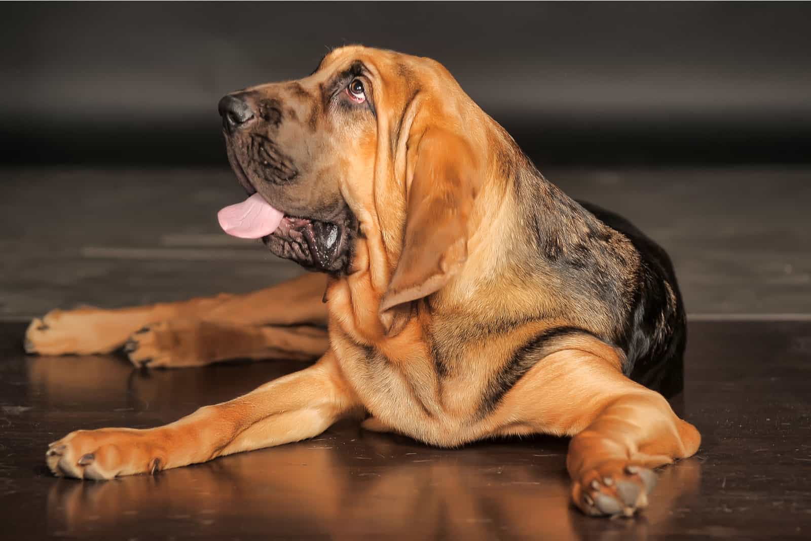 Cachorro de Bloodhound a los 6 meses.