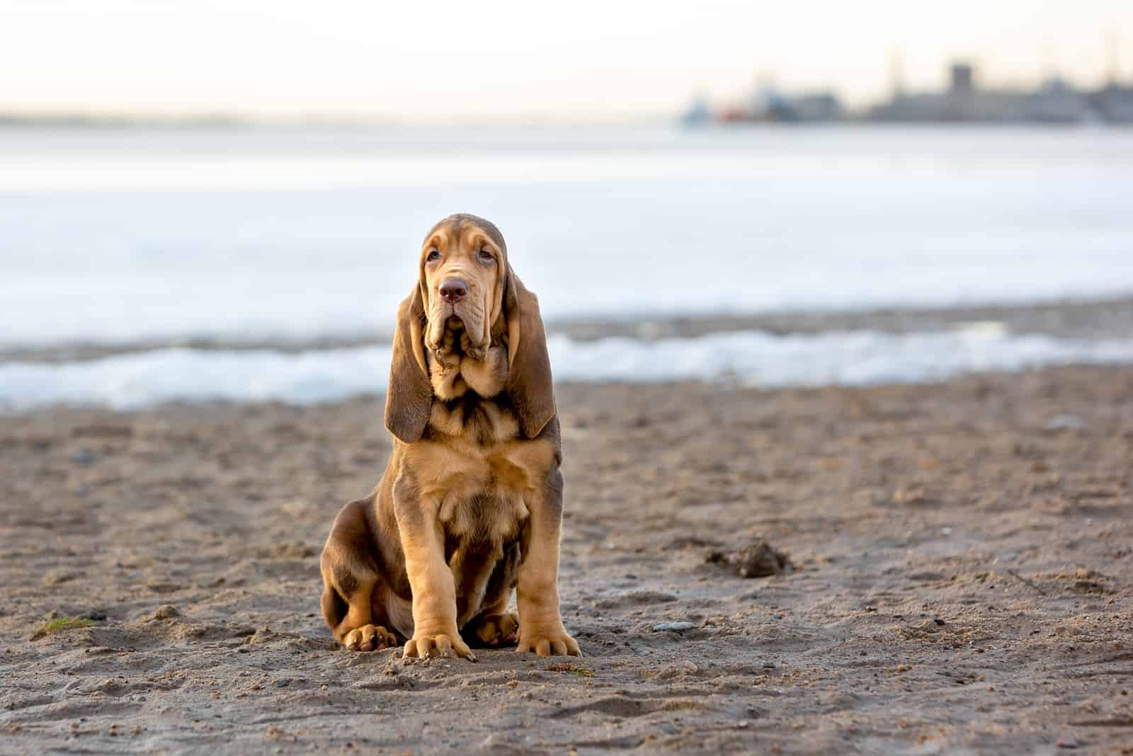 Cachorro de Bloodhound sentado en la arena con el fondo del río.
