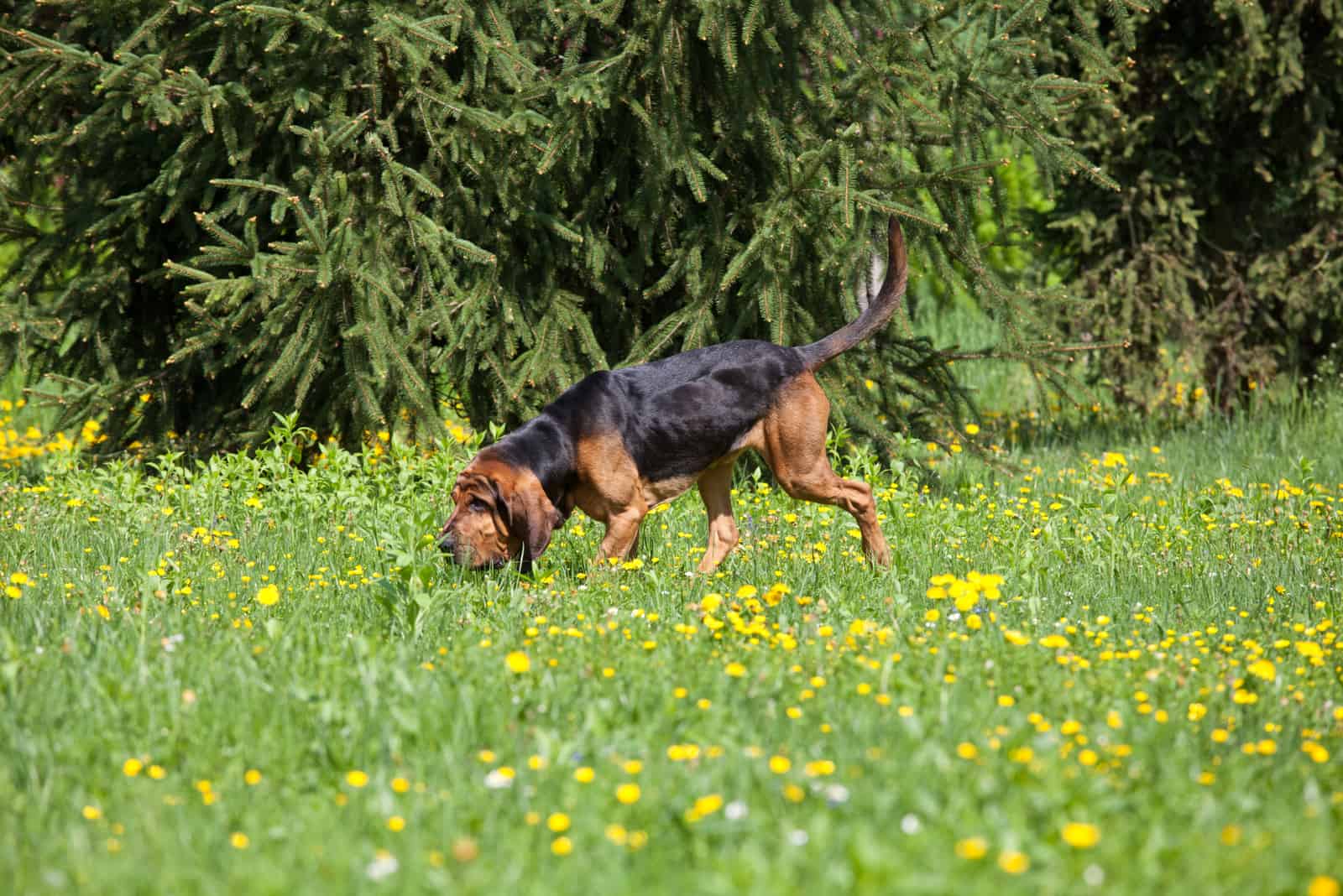 Bloodhound huele el césped