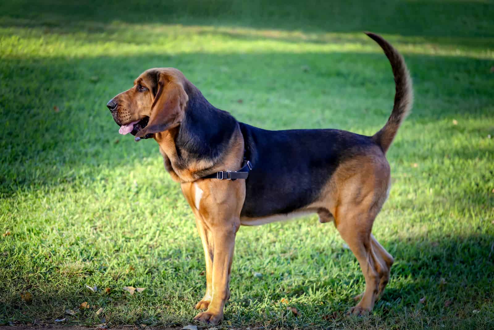 Bloodhound de pie en el jardín