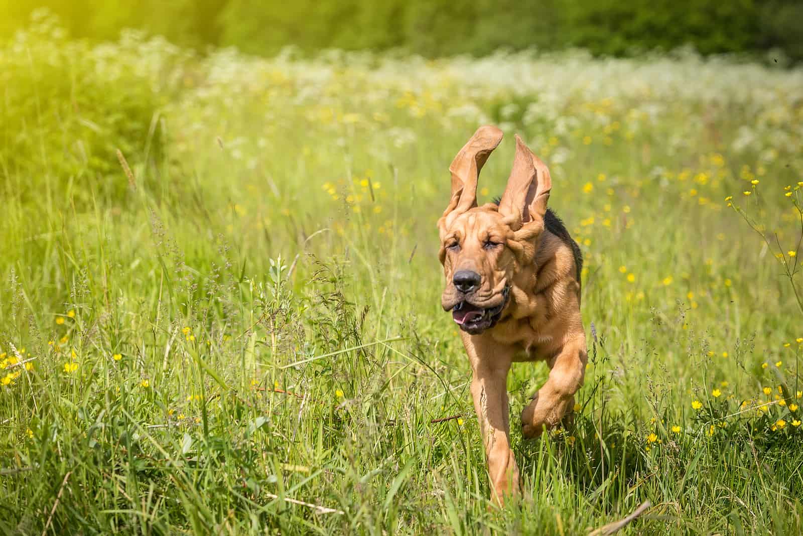 Bloodhounds corren a través del campo