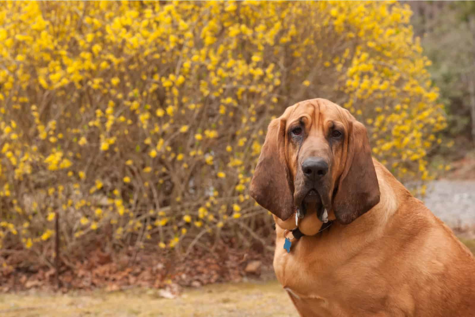 Bloodhounds sentado y mirando a la cámara