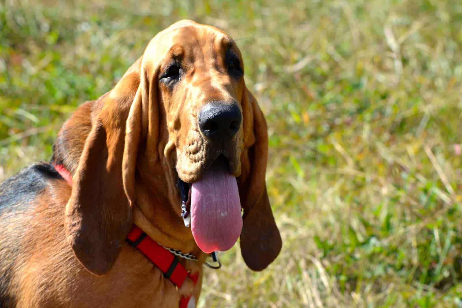 Bloodhounds destacan