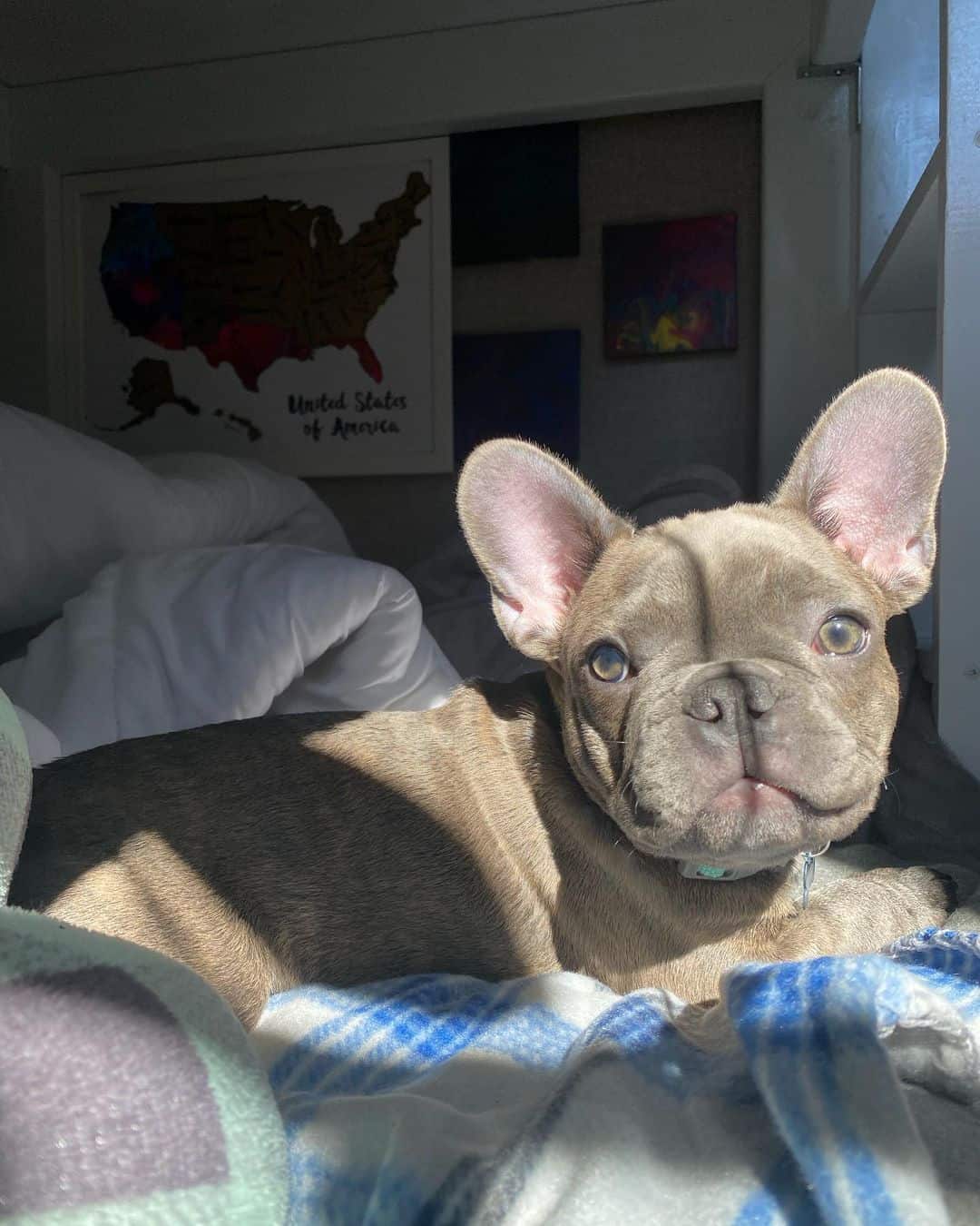 Bulldogs Franceses Atigrados Azules