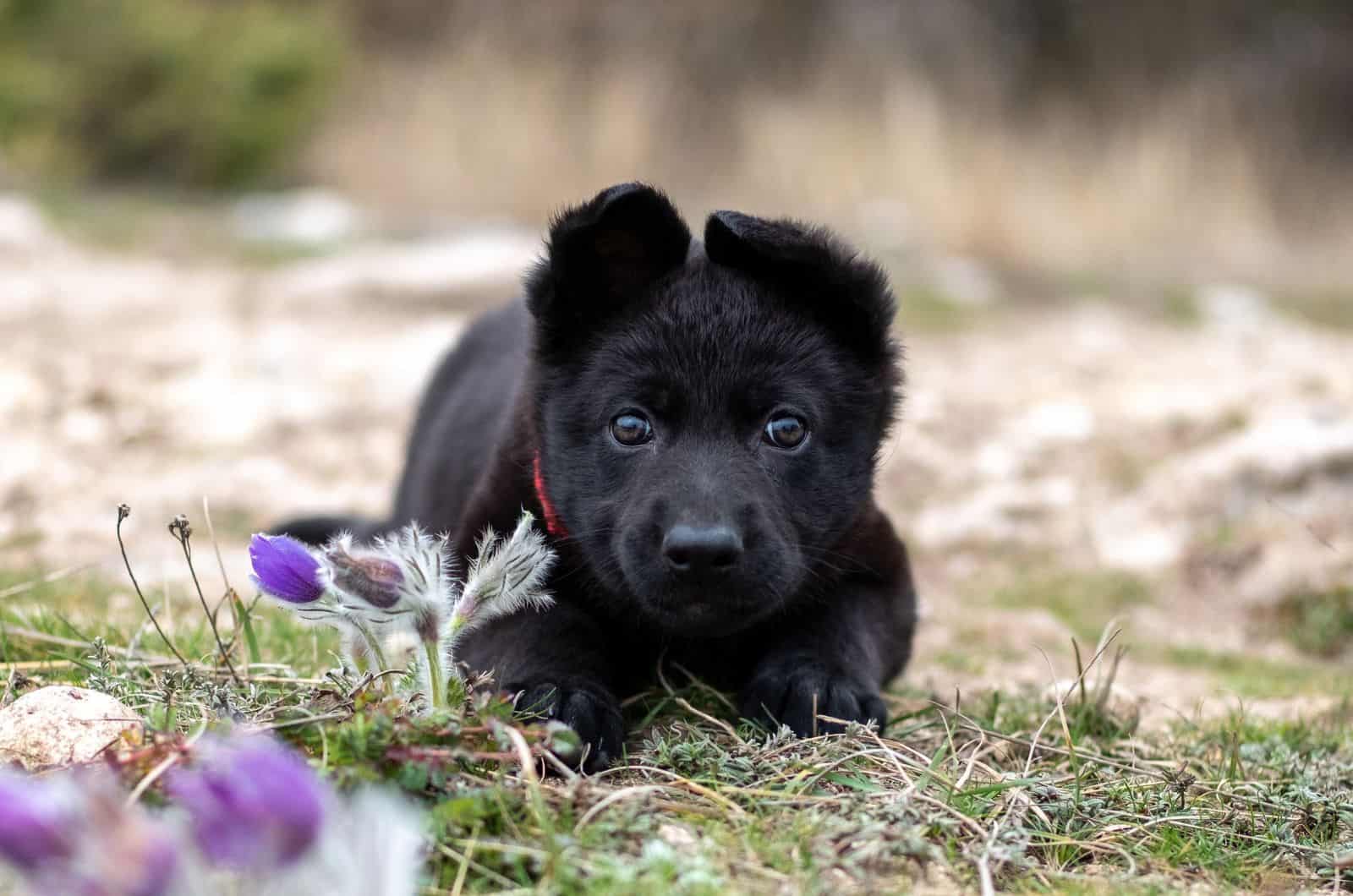 Cachorro de pastor alemán azul