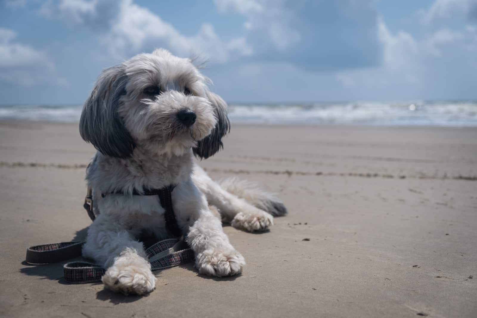 Havanese azul acostado en la playa